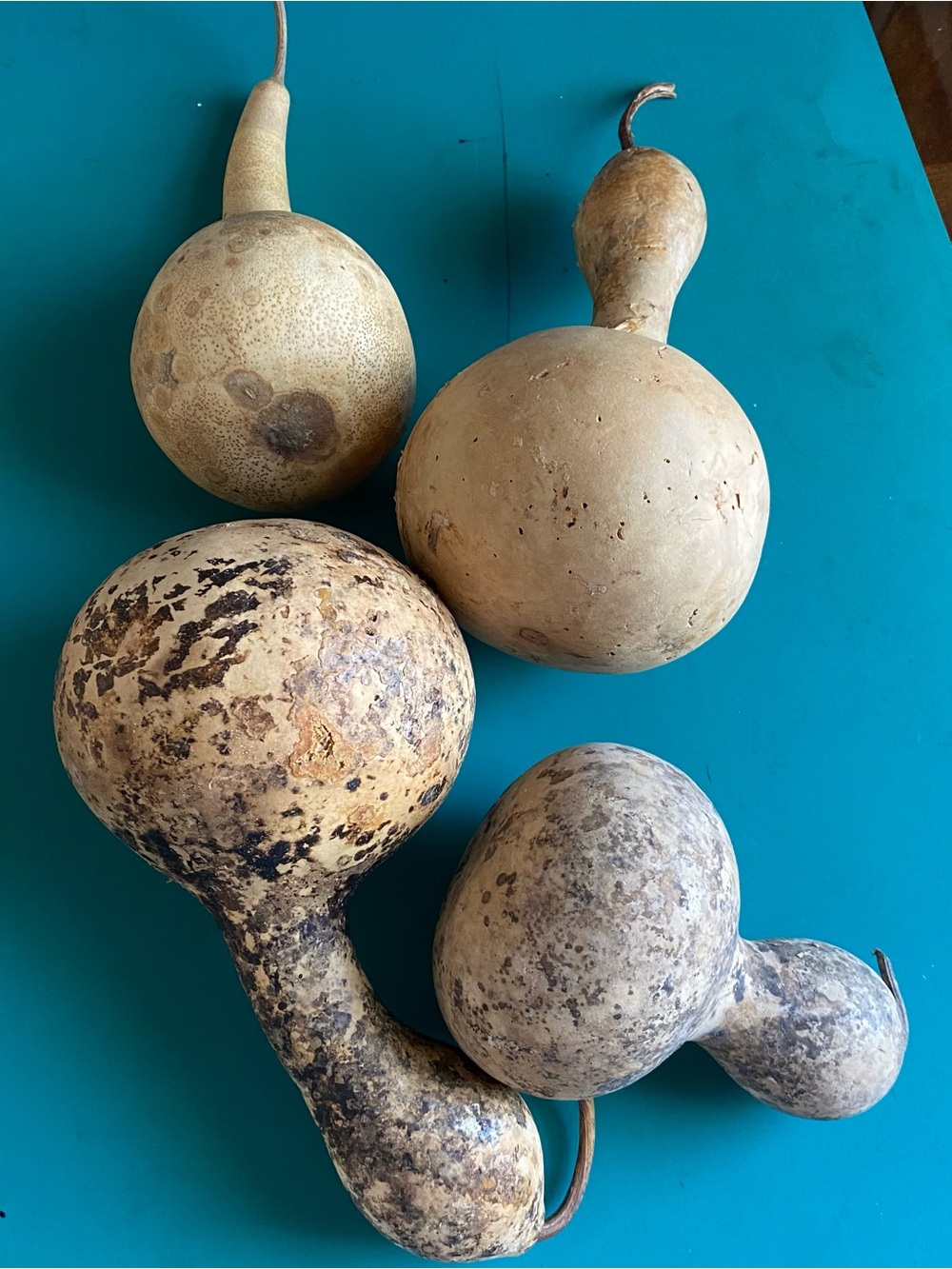 Natural Decorative Dried Gourds - Neutral Rustic Home Art